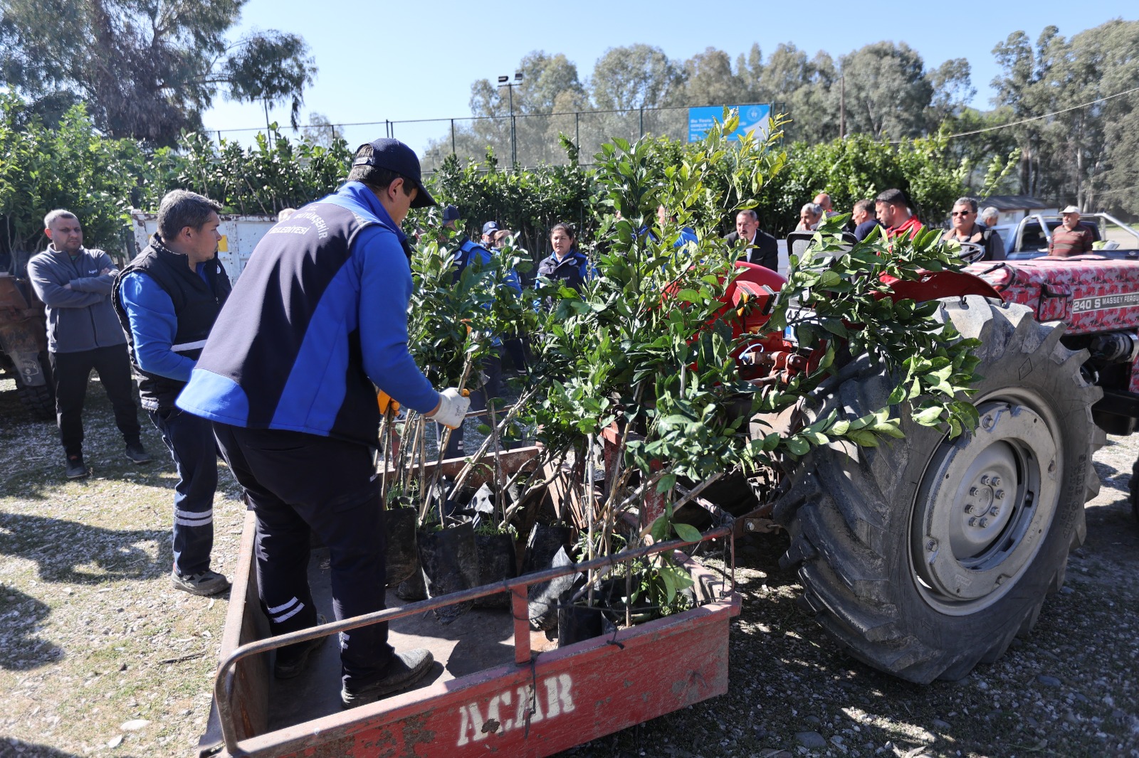 Zirai Dondan Zarar Gören Köyceğizli Üreticilere Fidan Desteği
